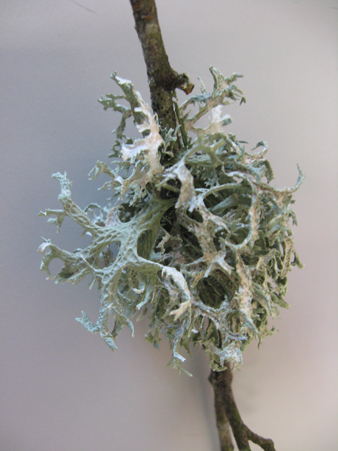 prima escursione lichenologica......determinazione!!!